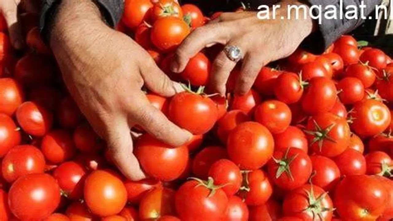 أسعار الخضراوات والفاكهة في كفر الشيخ تصل لـ50 جنيها للطماطم